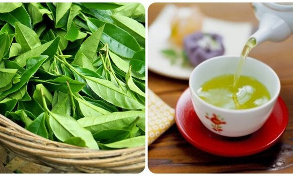 Những người không nên uống chè xanh