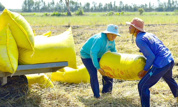 Nỗi lo đằng sau giá lúa cao kỷ lục
