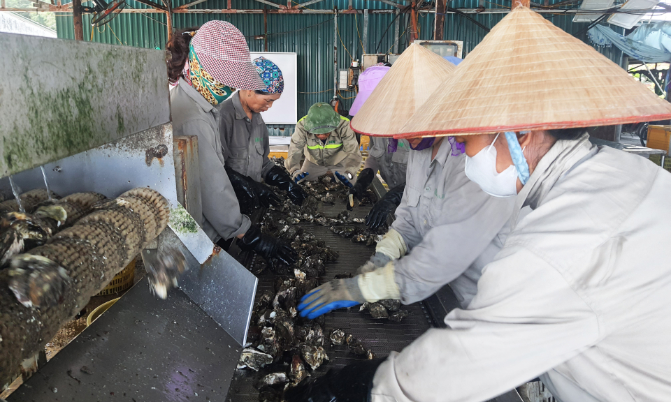 Đẩy mạnh triển khai các dự án nông nghiệp có liên kết