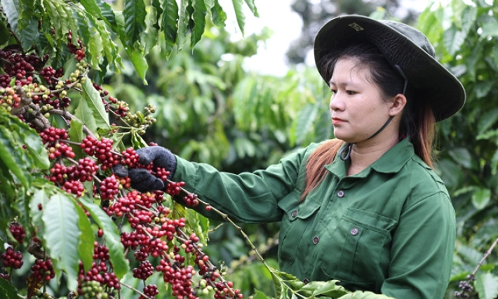 UKVFTA spreads the presence of Vietnamese coffee in the UK market