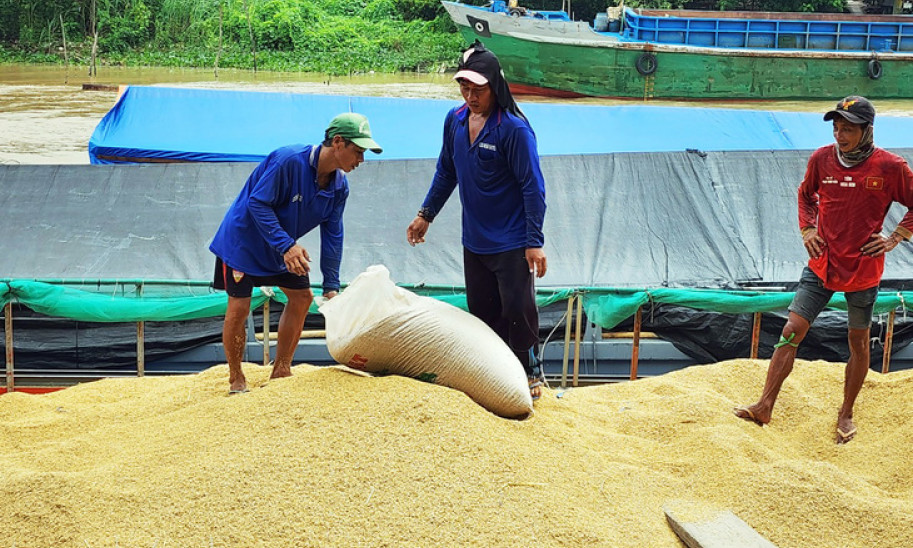 Thương lái tranh mua lúa với giá cao