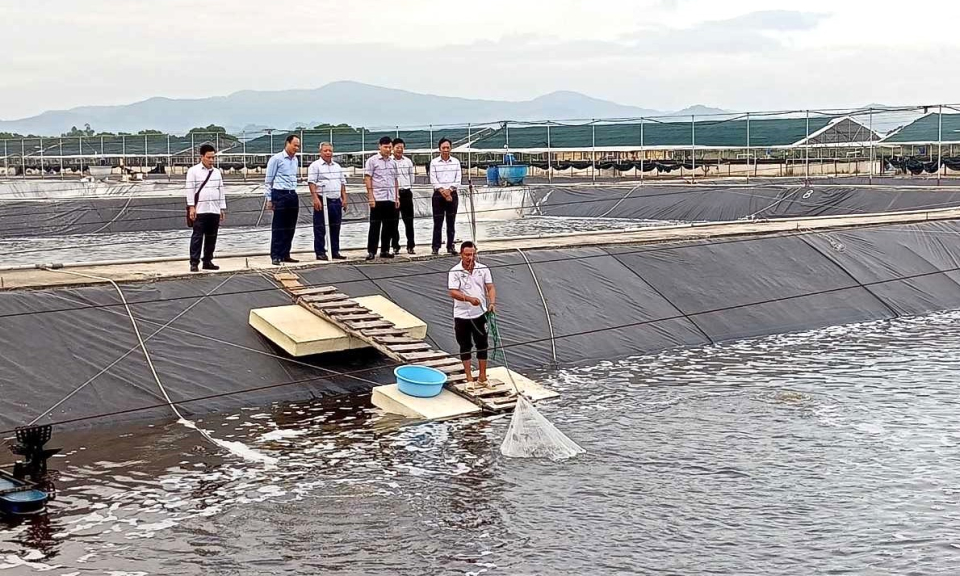 Nuôi tôm thẻ chân trắng đảm bảo an toàn thực phẩm