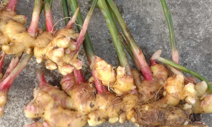 Xuất khẩu gừng tăng vọt