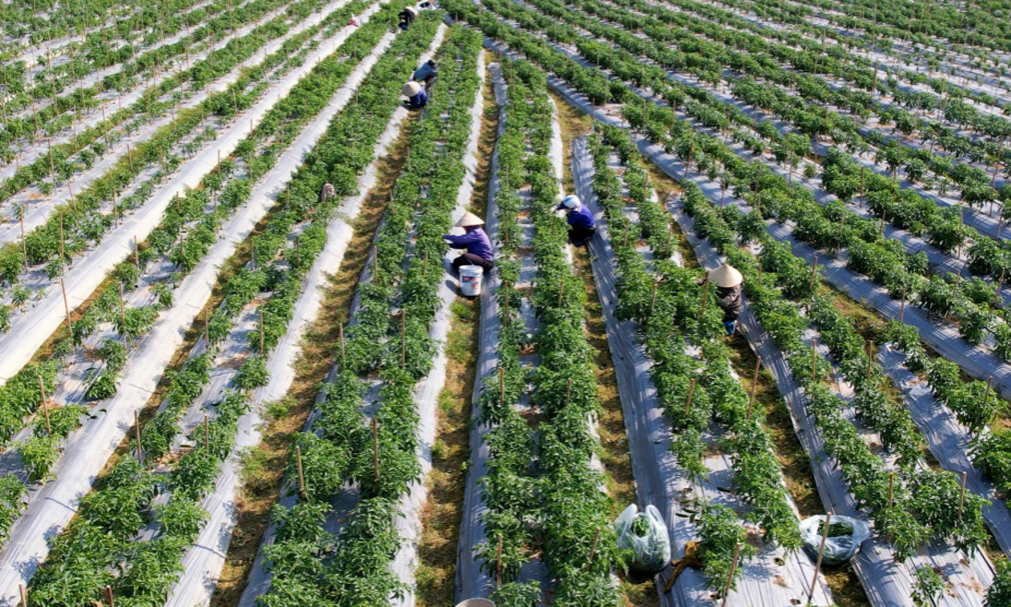 Thu hút đầu tư phát triển nông nghiệp