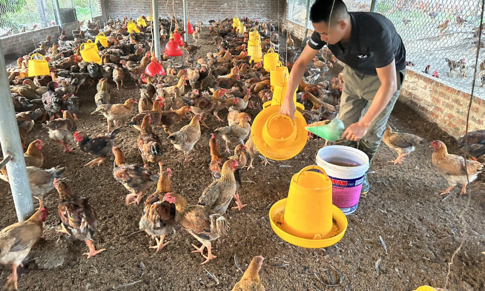 Hiệu quả từ nguồn vốn Quỹ Hỗ trợ nông dân ở Đầm Hà
