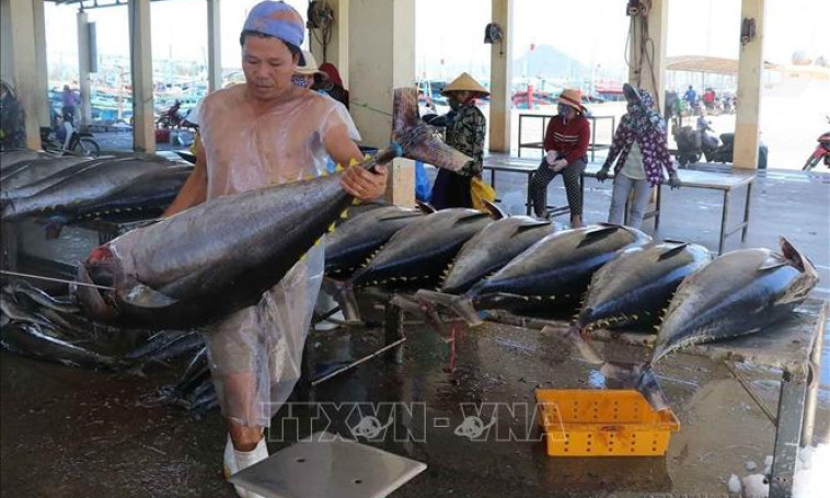 Cá ngừ đứng top 3 xuất khẩu các mặt hàng thủy sản Việt Nam