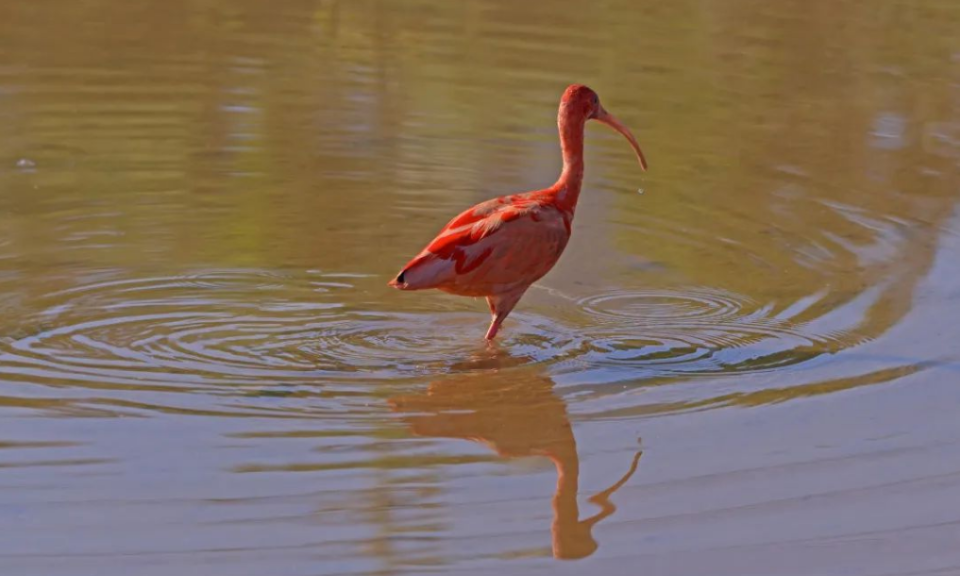 “世界上颜色最红”的鸟类美洲红鹮再次现身南宁