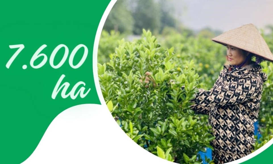 7.600ha - là diện tích cây vụ đông 2023-2024 mà tỉnh phấn đấu gieo trồng