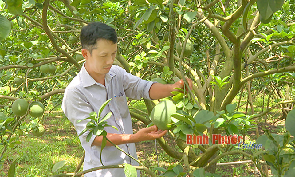 Phát triển bền vững hợp tác xã nông nghiệp