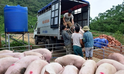 Giá lợn hơi giảm mạnh, người chăn nuôi bất an