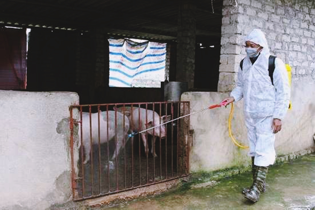 Cán bộ nông nghiệp phường Hồng Phong, TX Đông Triều phun khử trùng tiêu độc chuồng trại chăn nuôi trên địa bàn phường.