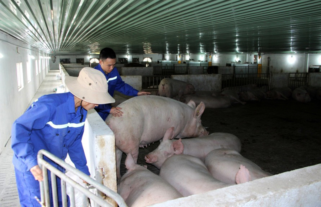 Nhân viên Công ty CP Khai thác khoáng sản Thiên Thuận Tường (TP Cẩm Phả) thường xuyên kiểm tra điều kiện môi trường chăn nuôi và sinh trưởng của đàn lợn
