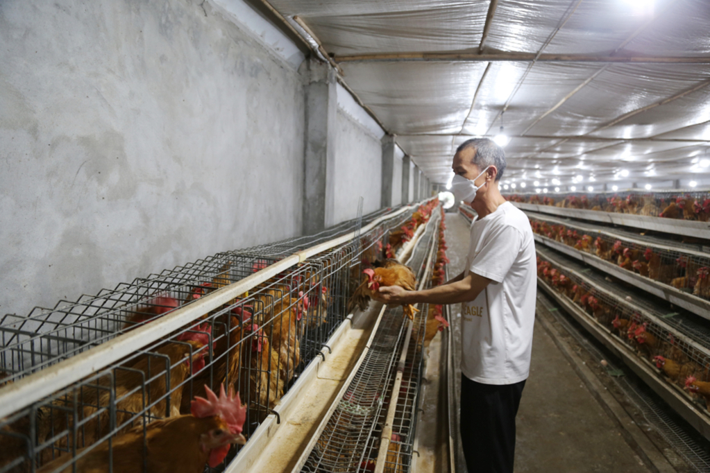 Công nhân Công ty CP Phát triển Chăn nuôi và Nông - Lâm - Ngư nghiệp Phúc Long (huyện Tiên Yên) kiểm tra sức khỏe đàn gia cầm.