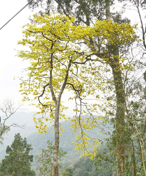 Cây mai vàng đã có nhiều năm tuổi mọc trên núi Yên Tử. Ảnh Mai An