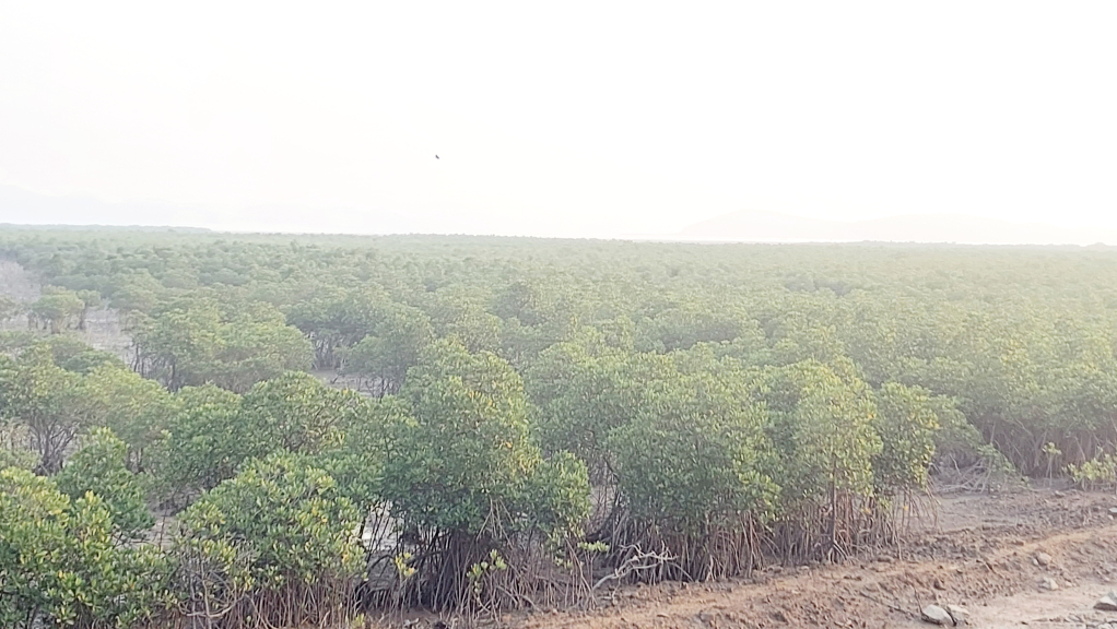 Hàng chục ha rừng ngập mặn đang được phục hồi, làm giàu rừng tại xã Tân Bình, huyện Đầm Hà