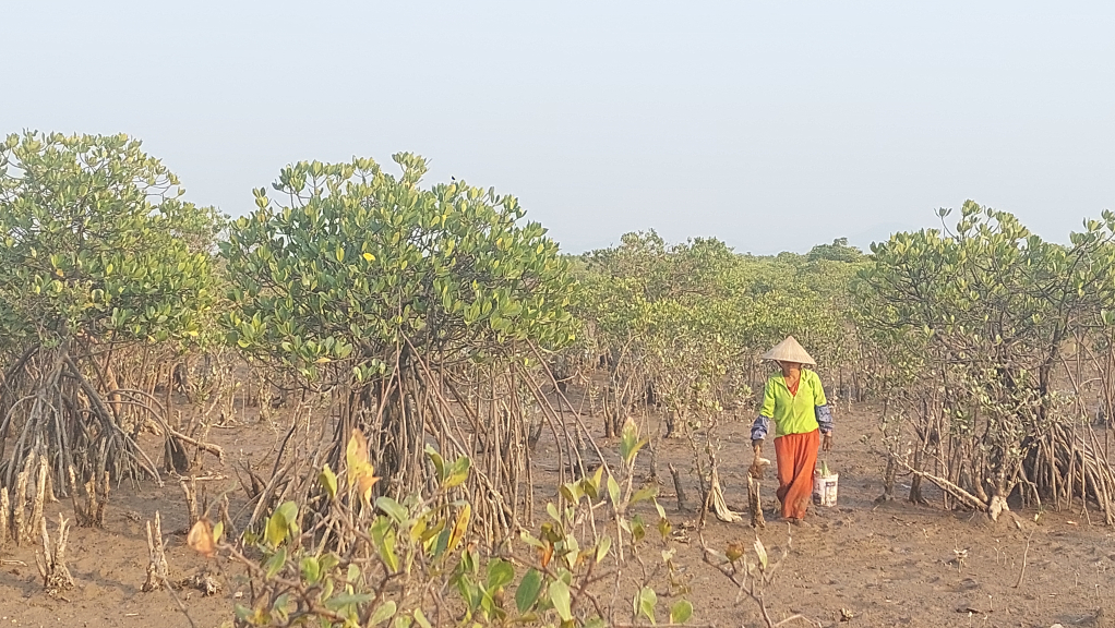 Rừng ngập mặn cũng góp phần nâng cao thu nhập cho hàng trăm hộ dân các xã ven biển của huyện Đầm Hà từ nghề khai thác thủy hải sản dưới tán rừng
