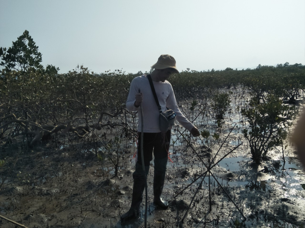 Cán bộ Hạt Kiểm lâm huyện Đầm Hà kiểm tra, nghiệm thu rừng ngập mặn trồng mới tại xã Đại Bình