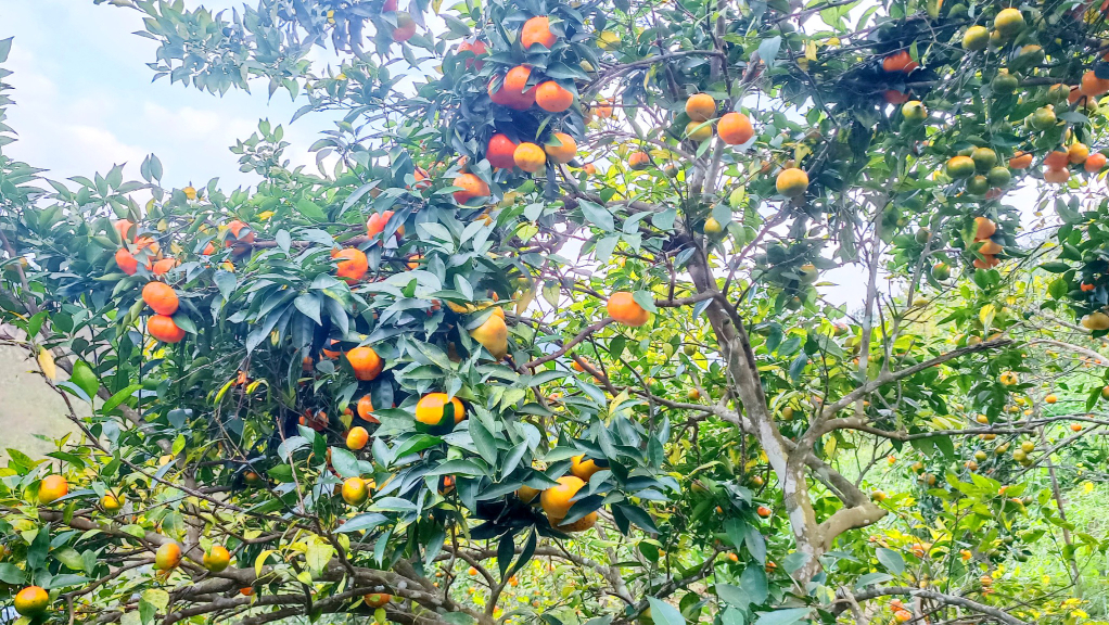 This is the time of the year where orange gardens in Van Don district’s Van Yen commune are full of juicy oranges hanging on trees ready to be picked.
