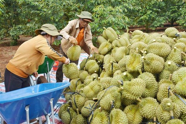 Fruit, vegetable exports to hit record in 2023 hinh anh 1