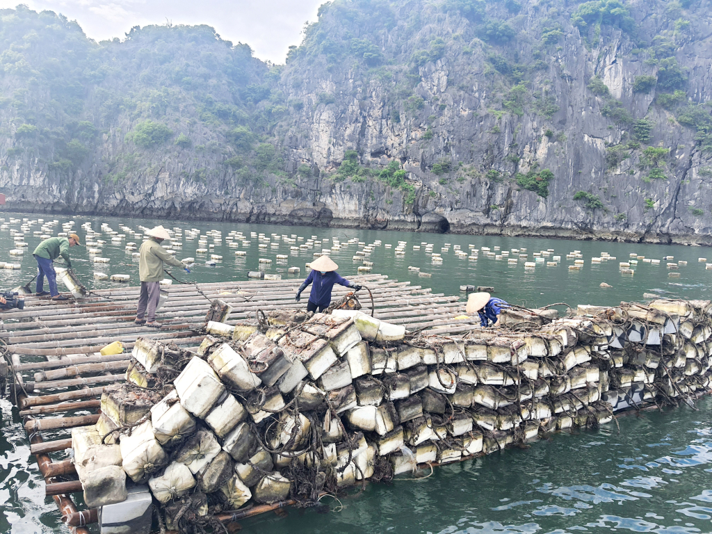 Người dân NTTS trên vùng biển Cẩm Phả chủ động thu dọn phao xốp để thay thế bằng vật liệu nổi HDPE bền vững và thân thiện với môi trường hơn.