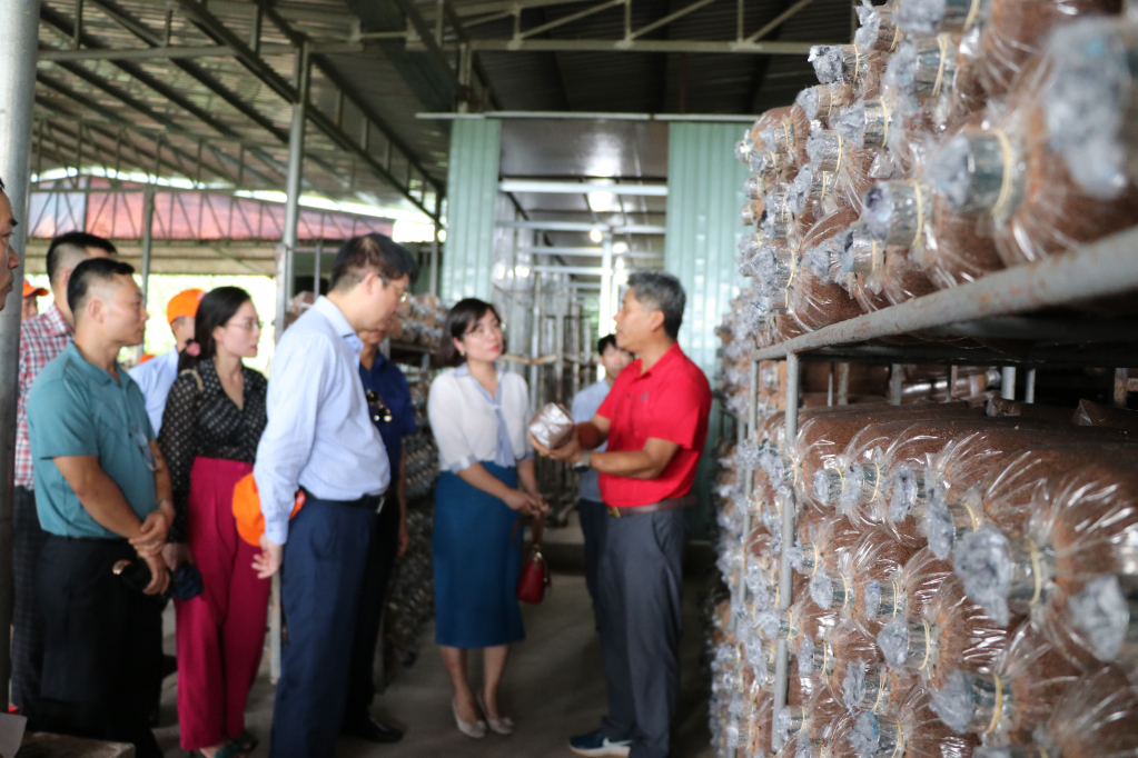 Đoàn Quảng Ninh tham quan, học tập kinh nghiệm tại một cơ sở sản xuất nấm linh chi tại tỉnh Bà Rịa - Vũng Tàu.
