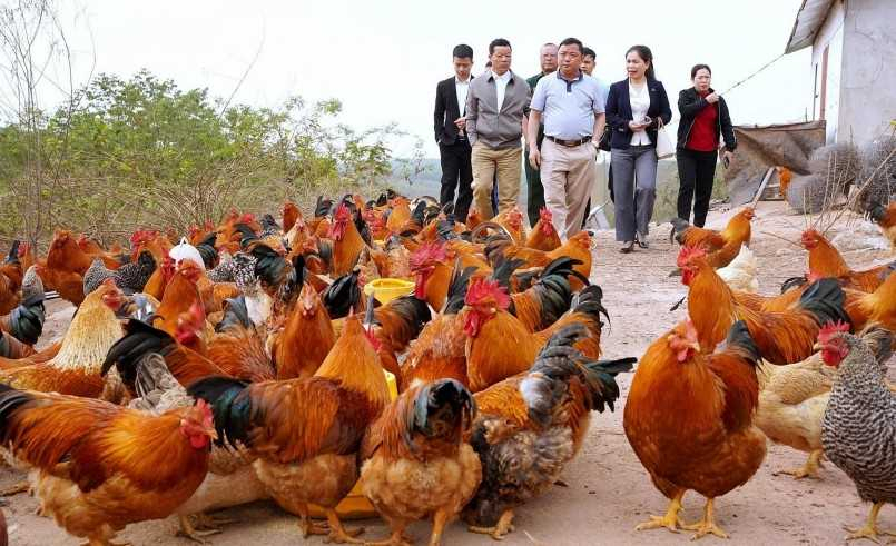 Đàn gà Tiên Yên hiện là sản phẩm OCOP chủ lực của huyện.