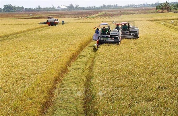 Increasing quality, value of rice shipments to boost exports hinh anh 1
