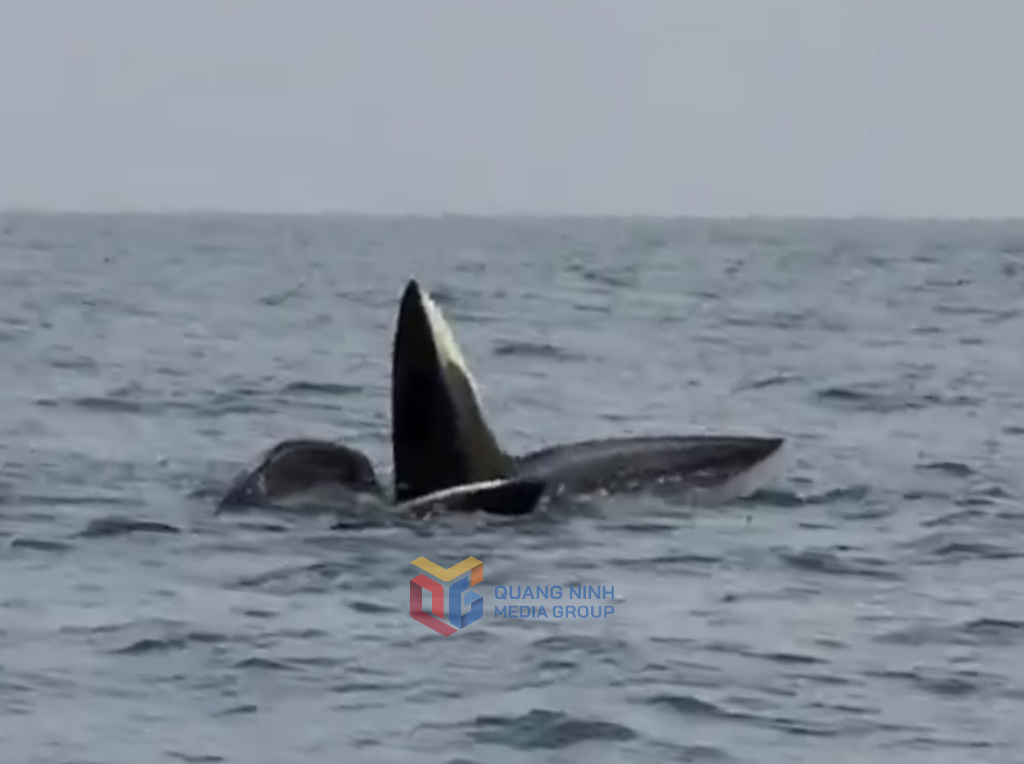 Đàn cá voi 3 con xuất hiện ở Cô Tô do các chiến sĩ biên phòng ghi lại.