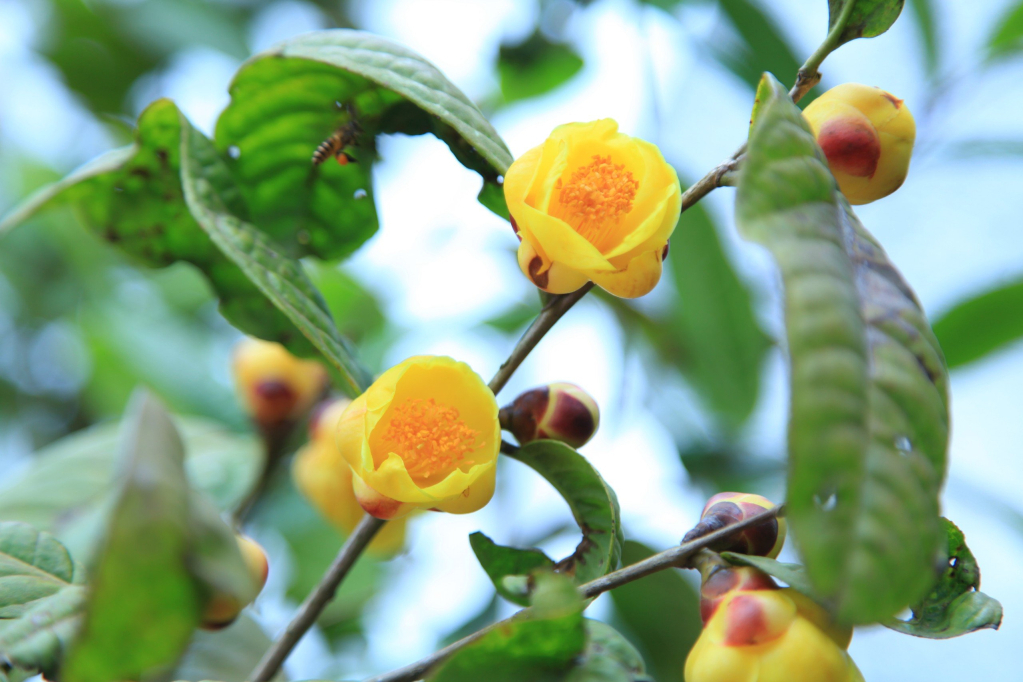 The yellow flower tea is a famous medical product of Ba Che district.