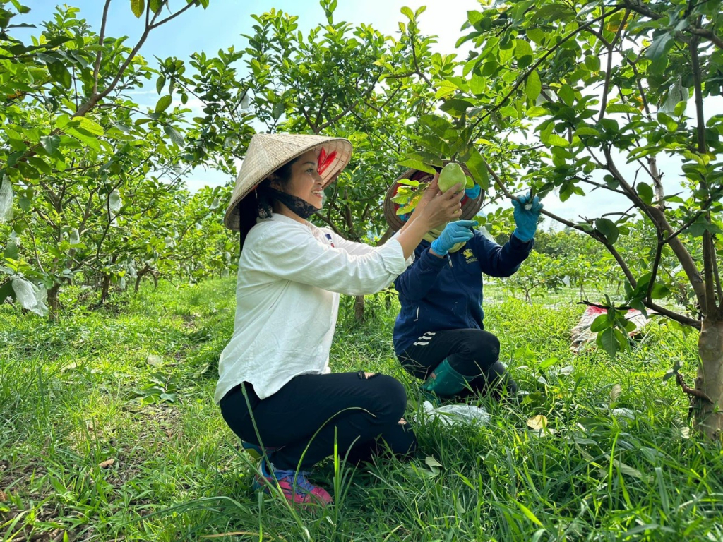 Chị Nguyễn Thúy Hà và thành viên HTX kiểm tra, giám sát chất lượng sản phẩm OCOP ổi lê tại vườn của các thành viên HTX. (Ảnh nhân vật cung cấp)