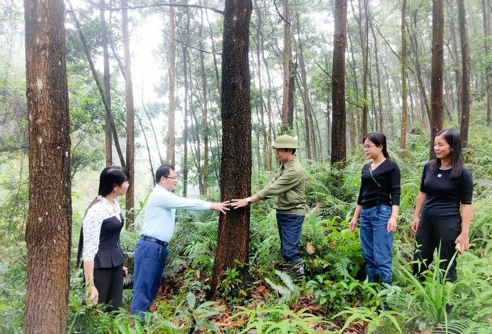 Lãnh đạo huyện Ba Chẽ thăm mô hình trồng rừng gỗ lớn ở xã Nam Sơn.