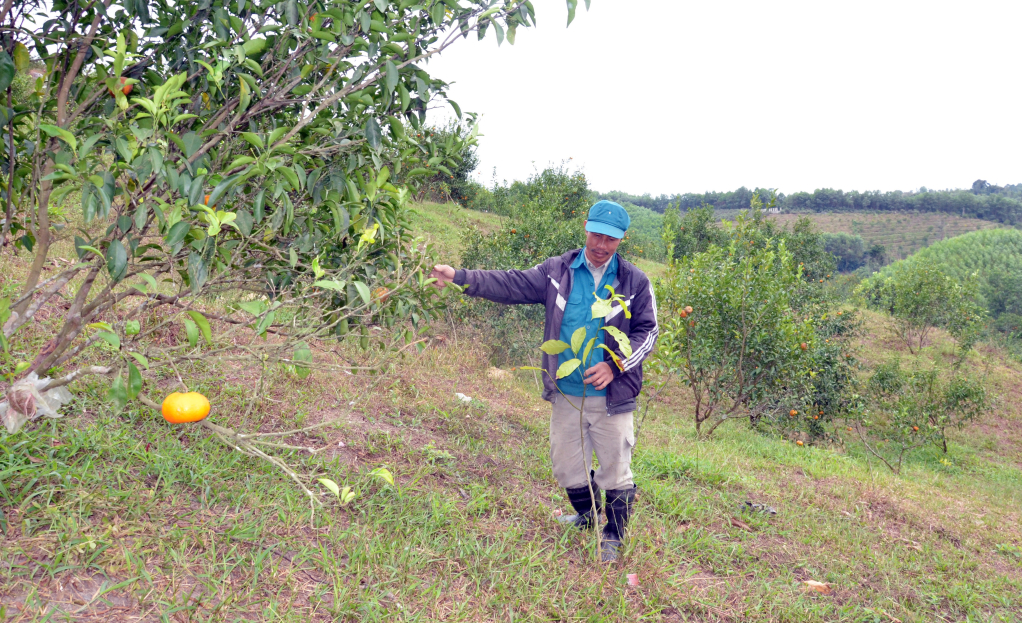 Anh Lưu Văn Ba thôn mùng 10/10 xã Vạn Yên (huyện Vân Đồn) đã trồng 1.000 cây giổi trên diện tích 2ha cam của gia đình.