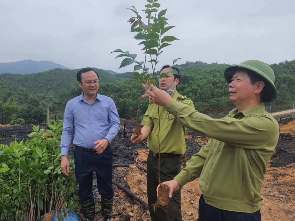 Bí thư Huyện uỷ Ba Chẽ Vũ Thành Long (bên phải) kiểm tra cây lát giống trước khi được người dân trồng.  Ảnh: Trung tâm THVH huyện Ba Chẽ