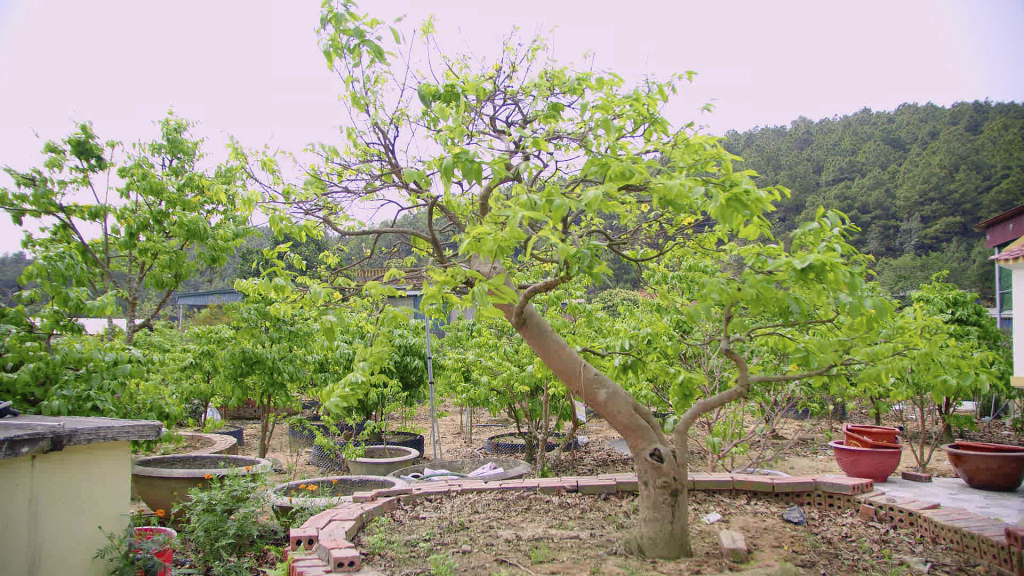 Ở thôn Tây Sơn, hầu như hộ nào cũng trồng mai vàng Yên Tử.