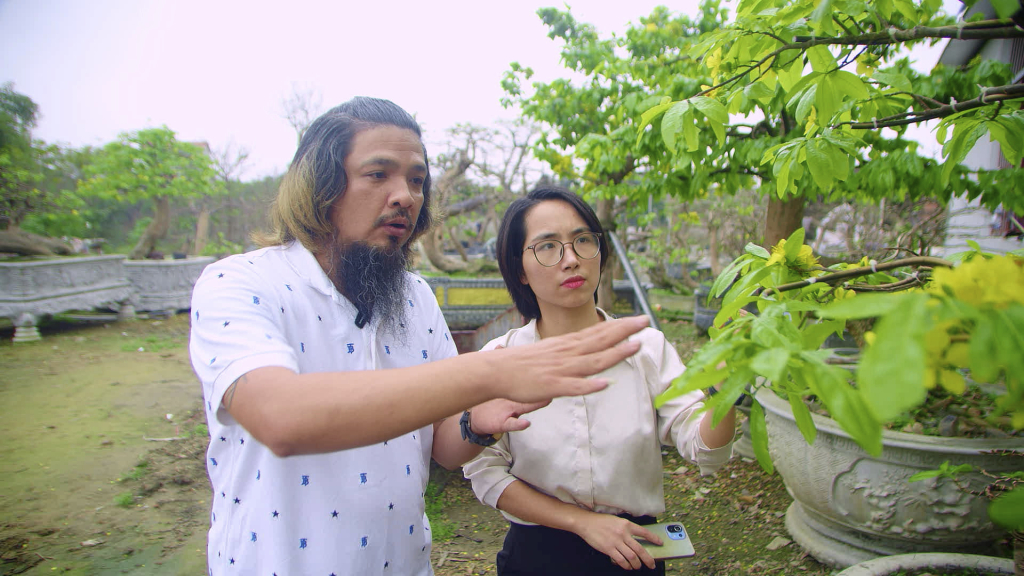 Anh Phan Trung Hoàng chia sẻ về nghệ thuật trồng, chăm sóc mai vàng Yên Tử.