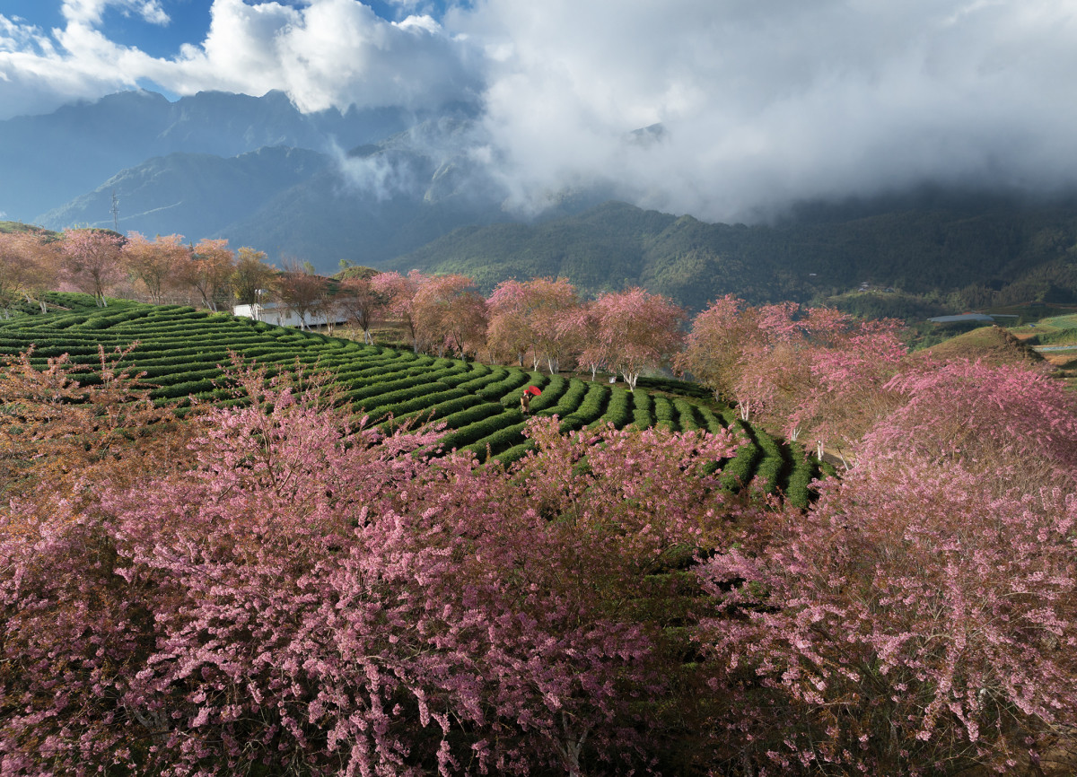 A photographer's journey to Sa Pa's cherry blossoms