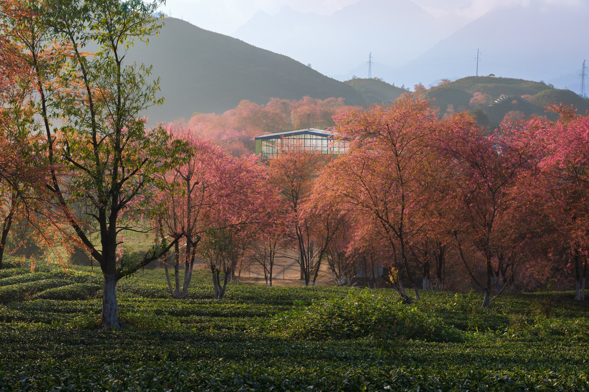 A photographer's journey to Sa Pa's cherry blossoms