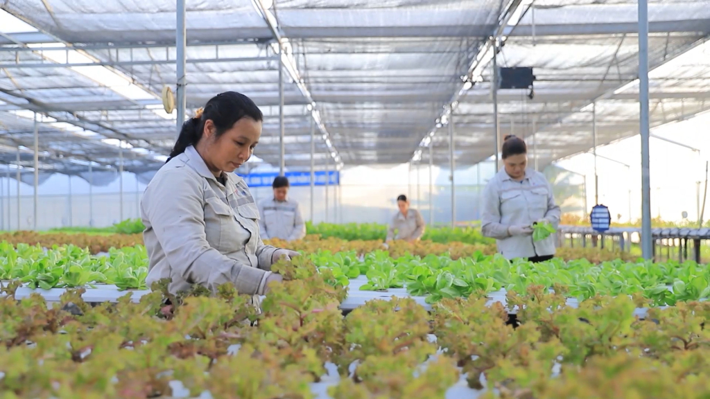 Nông dân Đông Triều sản xuất cây rau xanh. Ảnh CTV
