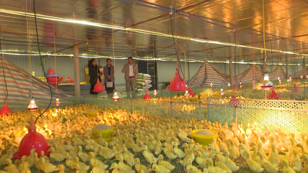 Mô hình nuôi vịt trong nhà của nông dân TX Quảng Yên. Ảnh CTV