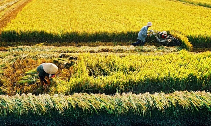 Xuất khẩu lập kỷ lục 4,4 tỷ USD, gạo Việt Nam trước ngưỡng cửa mới