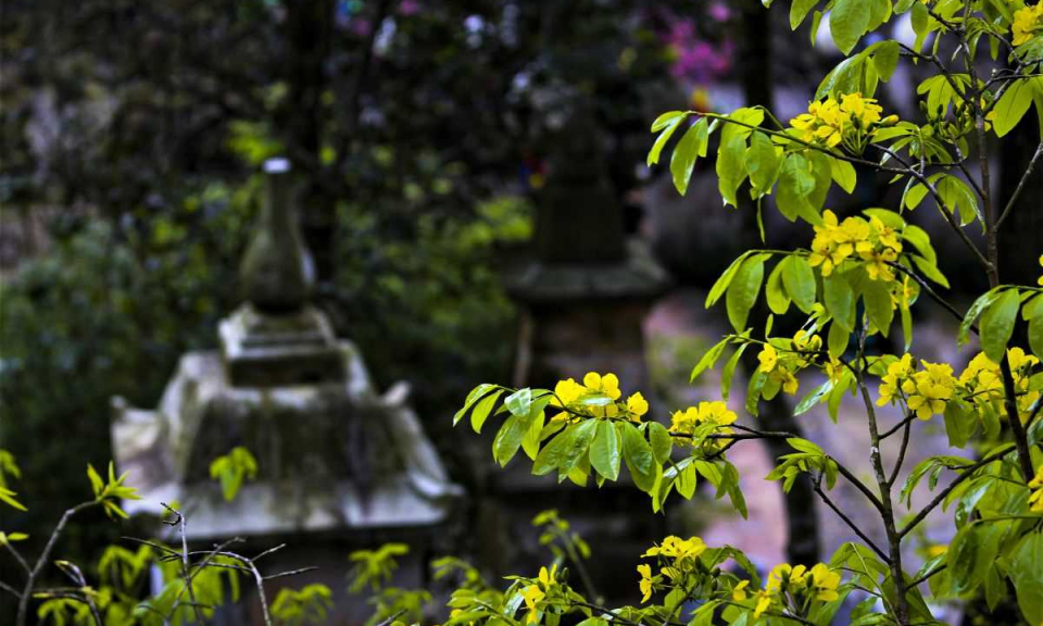 Mai vàng trên non thiêng Yên Tử