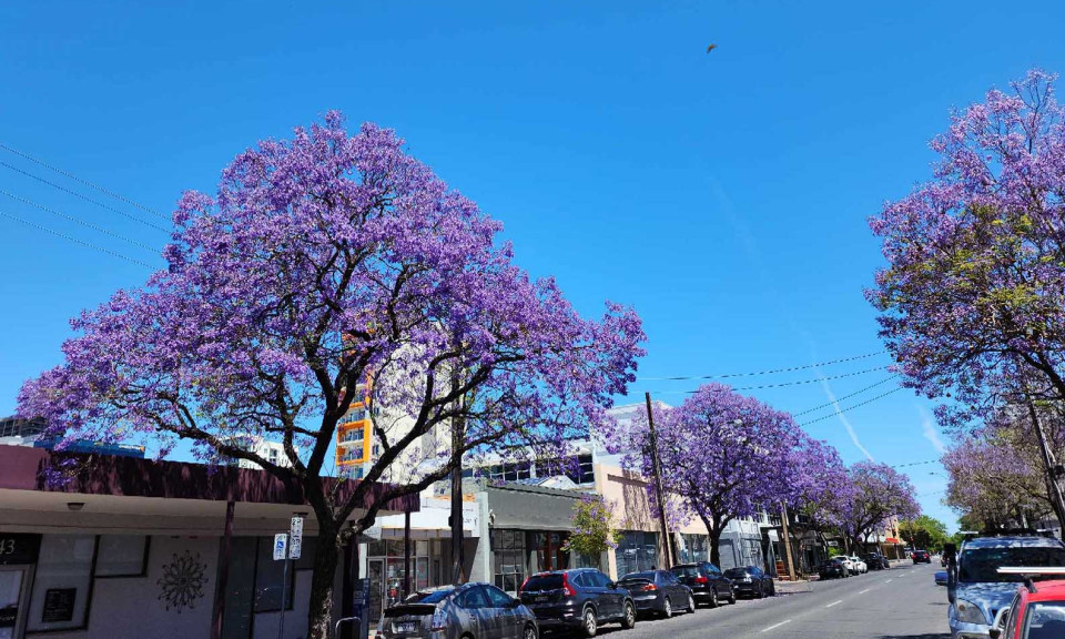 Đến Úc, ngắm sắc hoa phượng tím tại thành phố Adelaide
