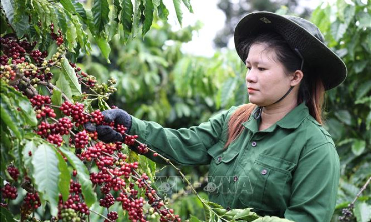 Xuất khẩu cà phê kỳ vọng phá kỷ lục