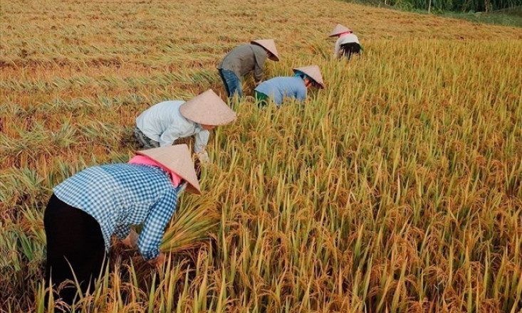 Giá gạo Việt Nam lập đỉnh mới, lên mức cao nhất từ trước đến nay