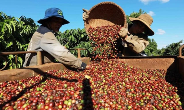 Coffee exports hoped to set new record