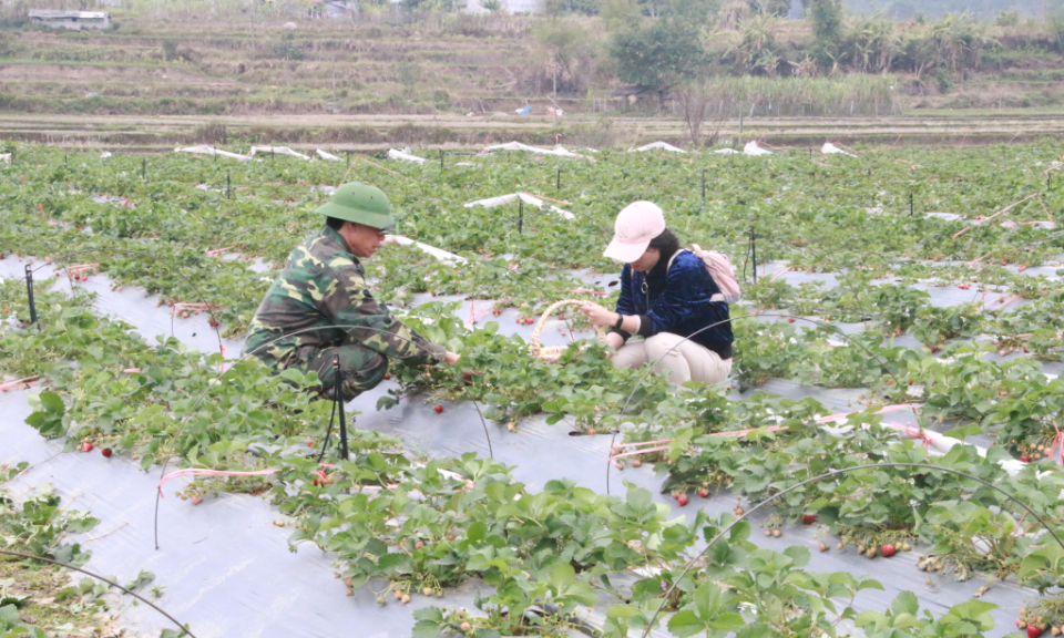 Đặc sắc du lịch nông nghiệp ở Bình Liêu