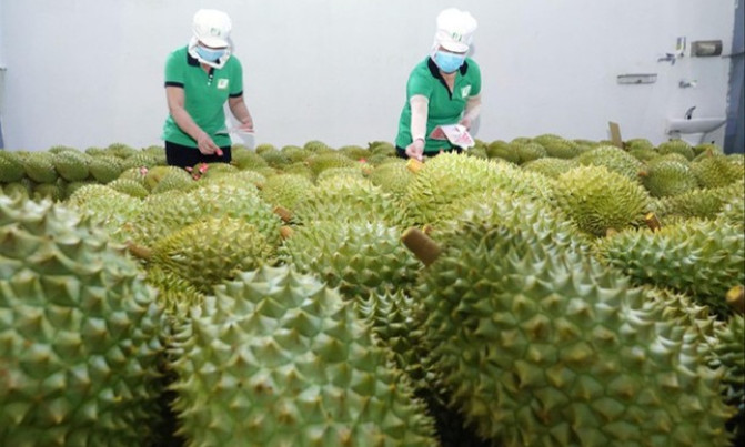 Cơ hội lớn tăng xuất khẩu rau quả sang Trung Quốc
