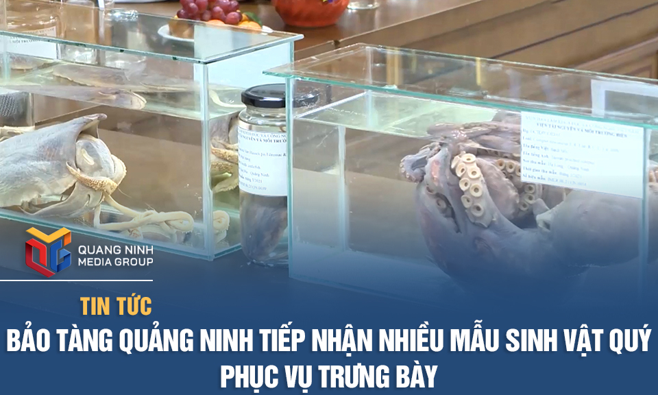 Bảo tàng Quảng Ninh tiếp nhận nhiều mẫu sinh vật quý phục vụ trưng bày