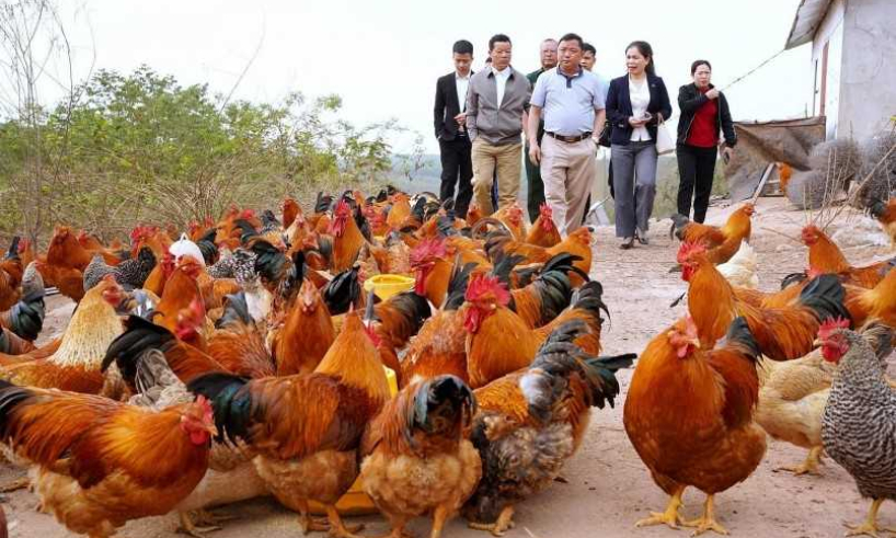 Tiên Yên: Nâng tầm thương hiệu sản phẩm