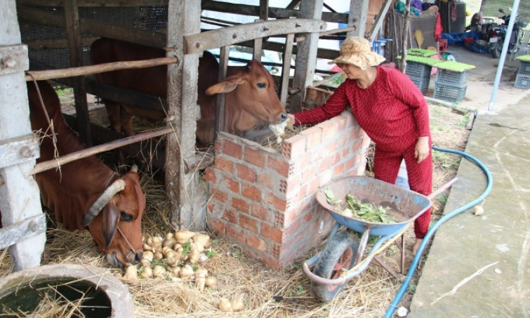 Nông dân đổ củ đậu cho bò vì giá chạm đáy
